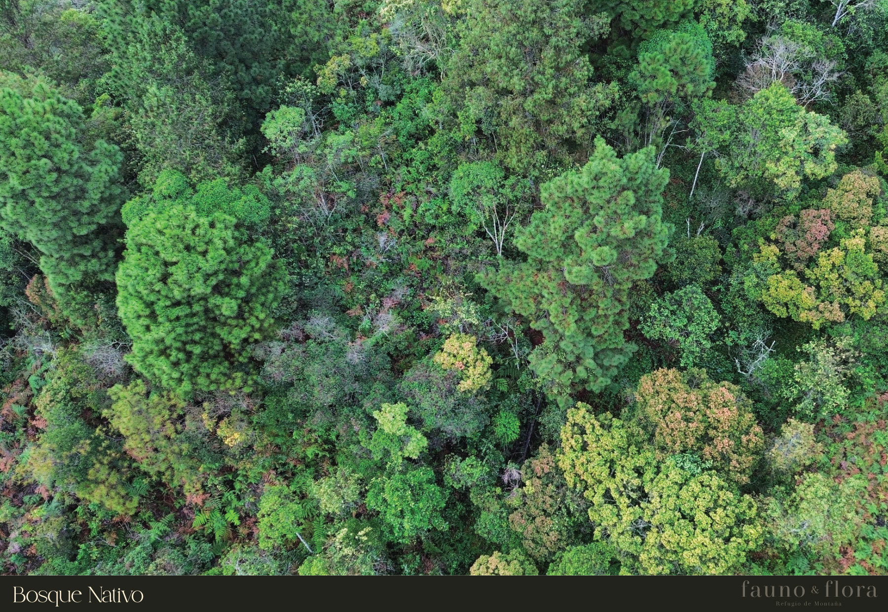 Bosque Nativo Fauno y Flora